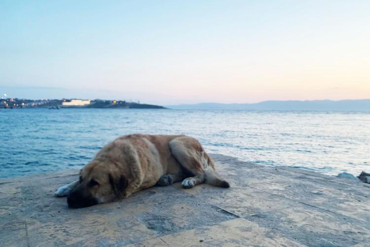 互聯(lián)網(wǎng)催動(dòng)寵物經(jīng)濟(jì) 電商成主要銷售渠道