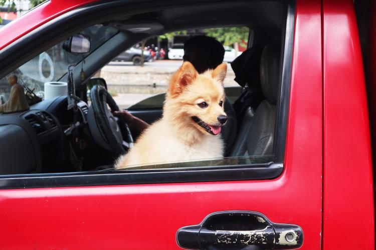 跨界對比，原來寵物行業(yè)跟母嬰行業(yè)有如此多相似之處！