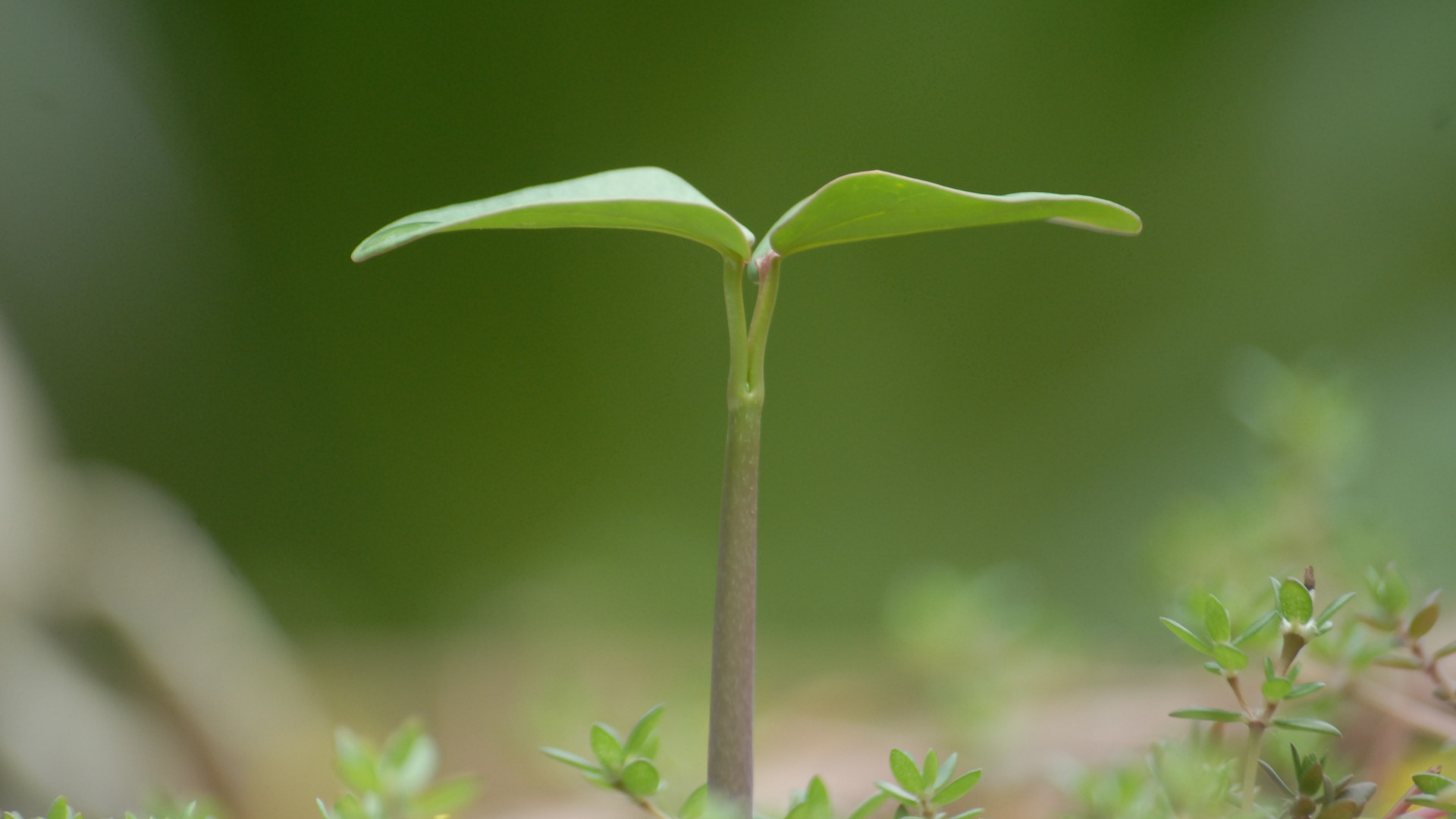 想讓孩子長高？綜合干預(yù)很重要
