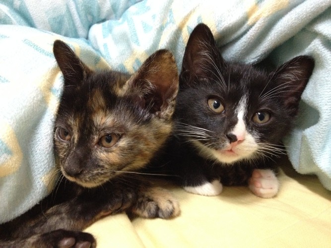 懷孕真的要將寵物送走嗎？