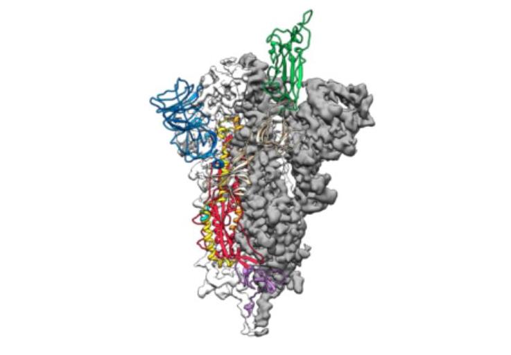 病毒可能長期存在 首個(gè)新冠病毒原子圖曝光