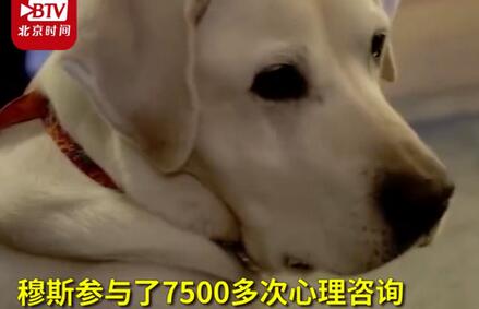 8歲治療犬獲博士學(xué)位 網(wǎng)友吐槽：活的不如狗系列還是單身狗