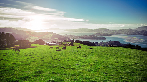 目前很火的草飼奶粉究竟好在哪里？帶你解密高培臻愛草飼奶粉