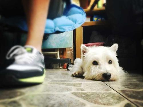 寶寶喜歡寵物你會決定養(yǎng)嗎 養(yǎng)寵物前需要了解這些