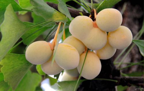 街頭公園大量此物不要撿 2歲男孩曾因此喪命