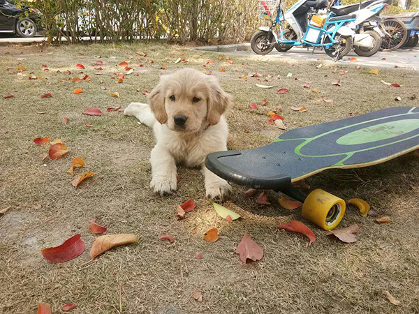 河南又現(xiàn)狗咬人事件！愛狗主張?jiān)趺淳统闪朔缸锏谋Ｗo(hù)衣？