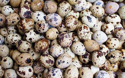 秋天不能錯過的三種食材，潤躁養(yǎng)胃強身健腦