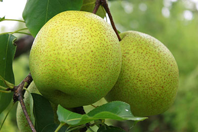 秋天到了，怎樣給孩子正確吃梨？