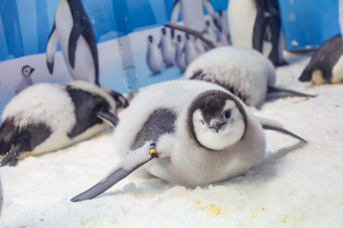 萌寶企鵝帶你暢玩長隆極地狂歡節(jié)