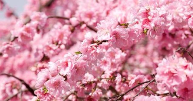 桃花也能用來(lái)美容，姐妹們快來(lái)試試看