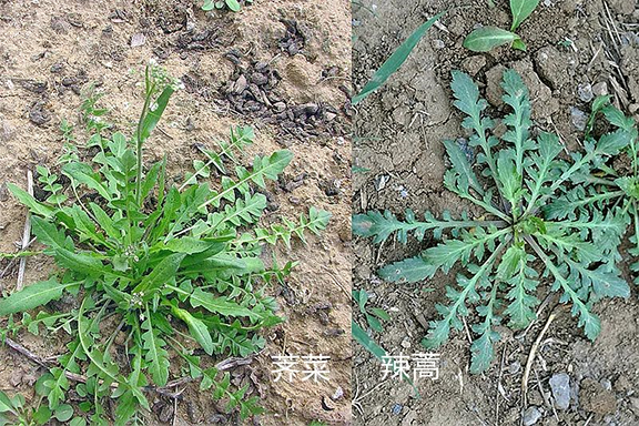 小心中毒！專家提醒：路邊的野草，你不要采！