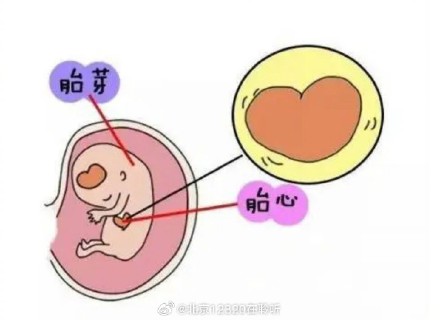 孕媽B超單子上的“胎心”是什么意思？