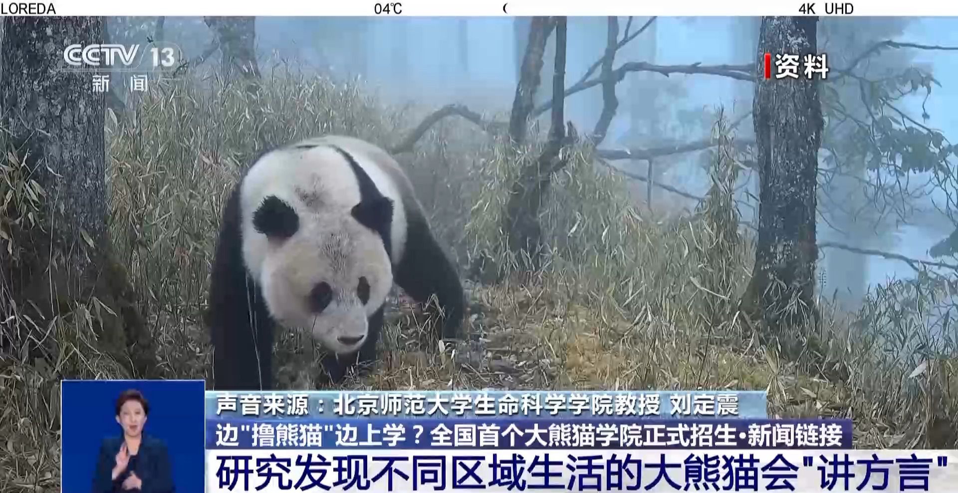 邊“擼熊貓”邊上學(xué)？全國首個(gè)大熊貓學(xué)院正式招生啦