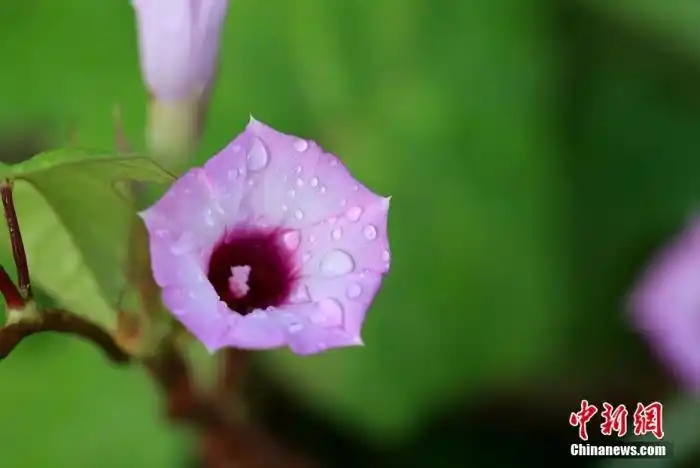 白露節(jié)氣的小知識：“十樣白”都有啥？